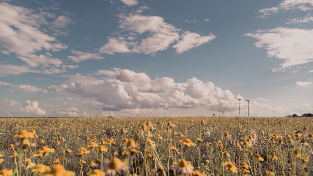 a field full of yellow flowers under a cloudy sky