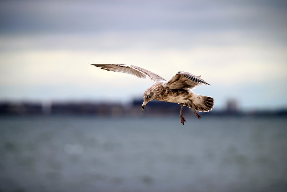 a bird flying over a body of water