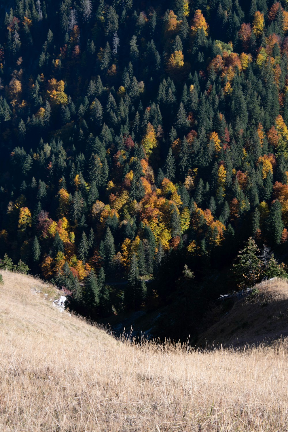 a cow standing on top of a dry grass field