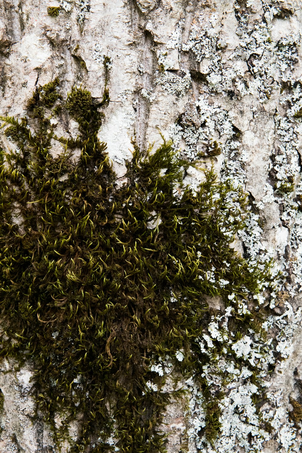 moss growing on the bark of a tree