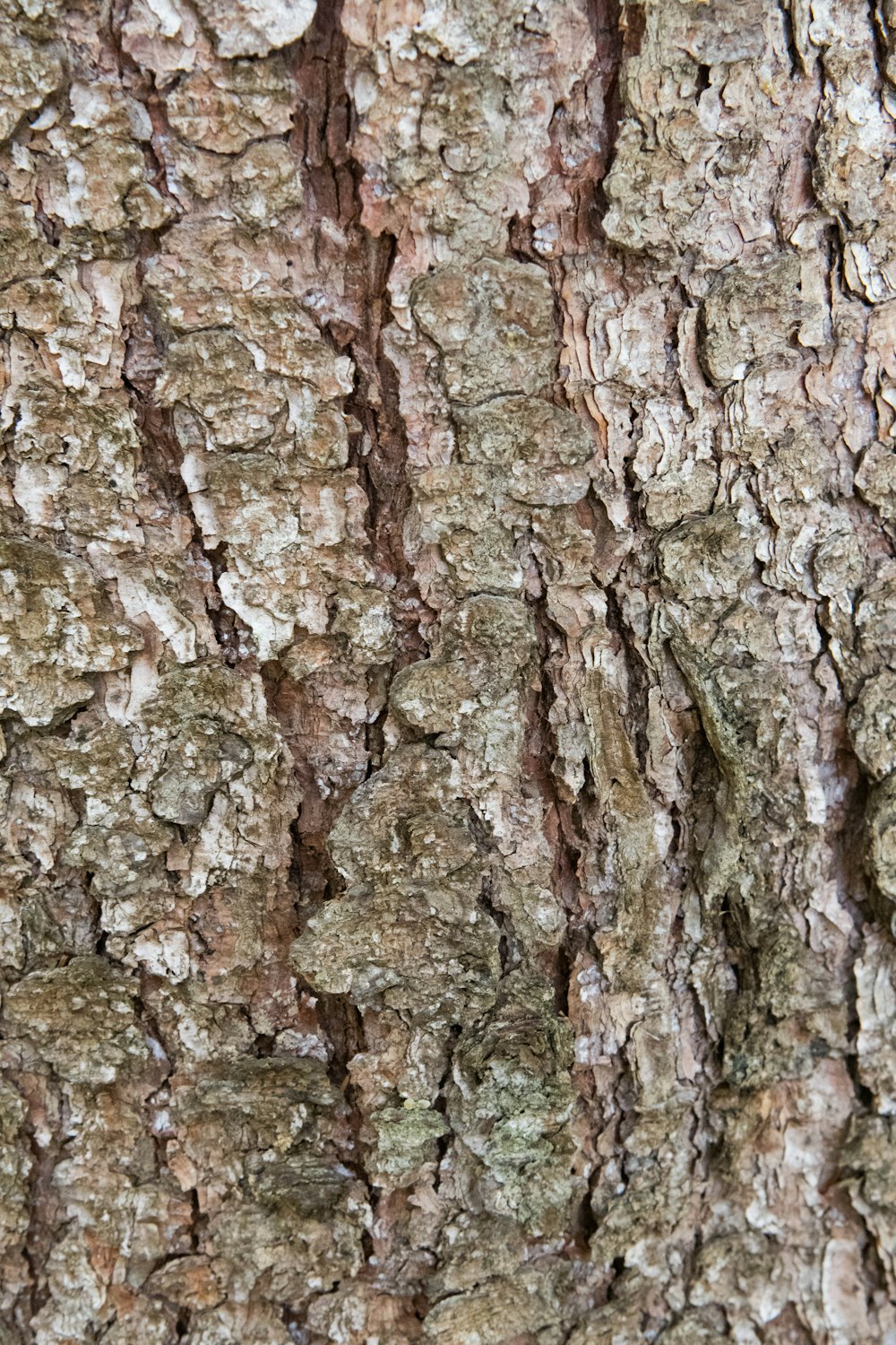 a close up of the bark of a tree