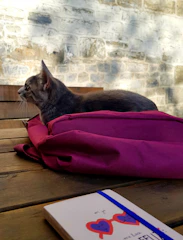 A cozy cat-shaped backpack resting on a wooden table with soft sunlight streaming in.