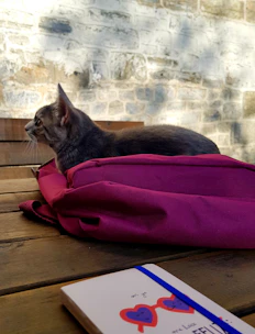A cozy cat-shaped backpack resting on a wooden table with soft sunlight streaming in.