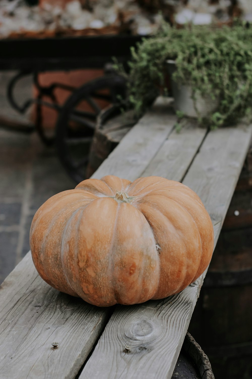 a pumpkin sitting on top of a wooden bench