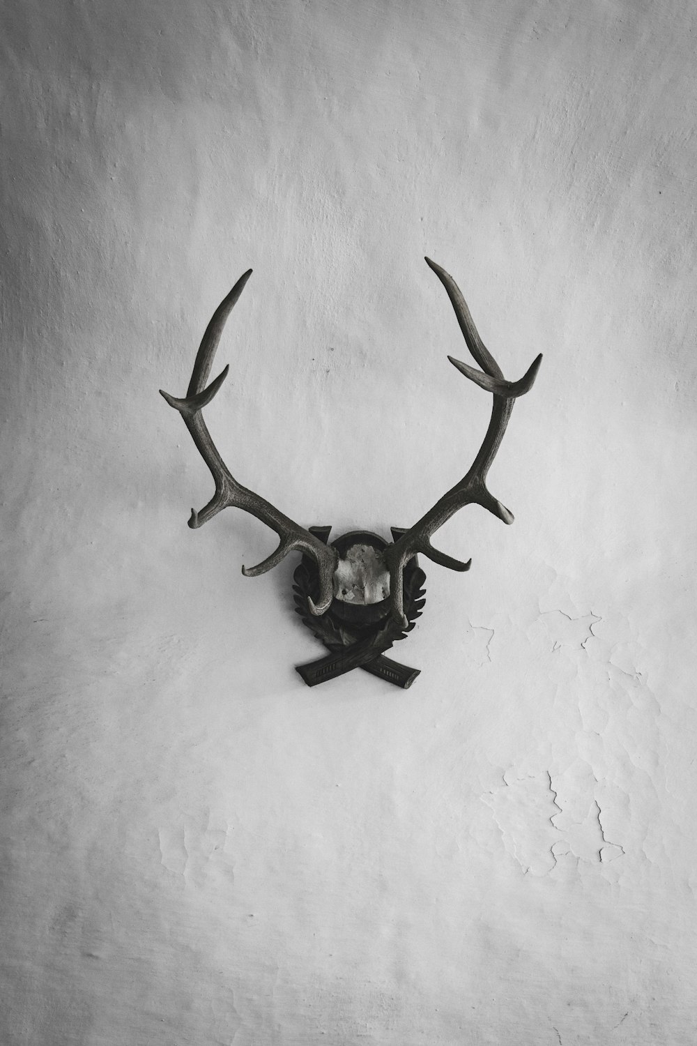 a black and white photo of a deer's head with antlers