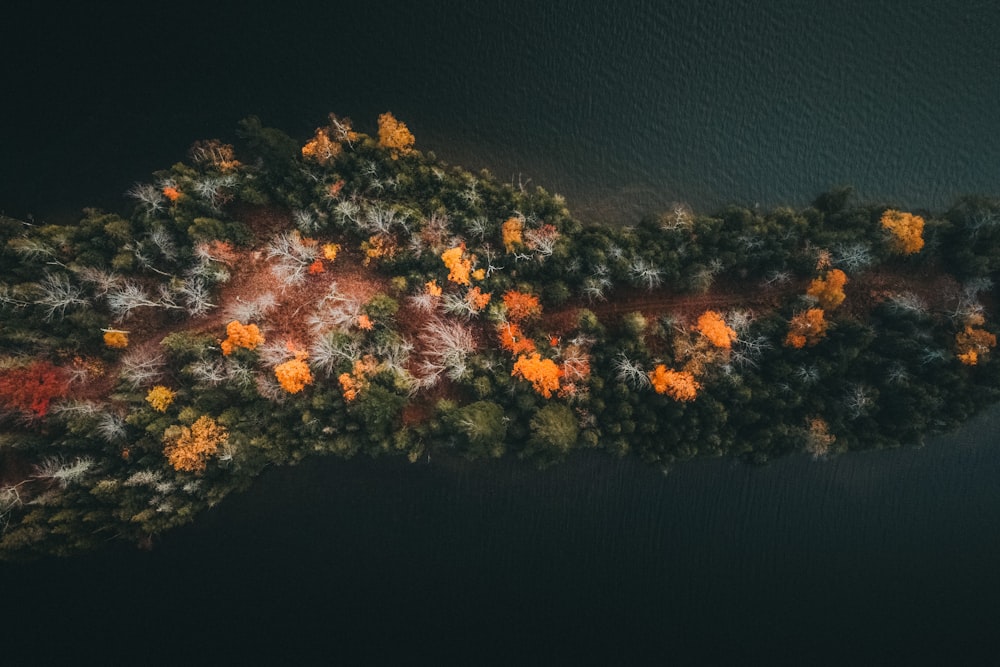 Una vista aérea de un río con árboles en primer plano
