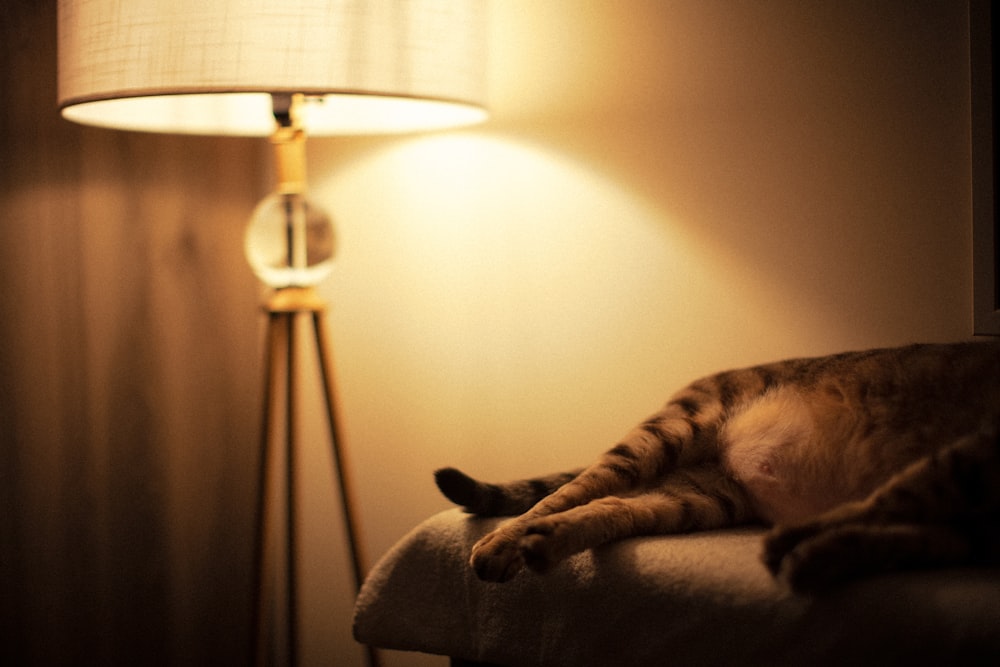 a cat laying on top of a couch next to a lamp