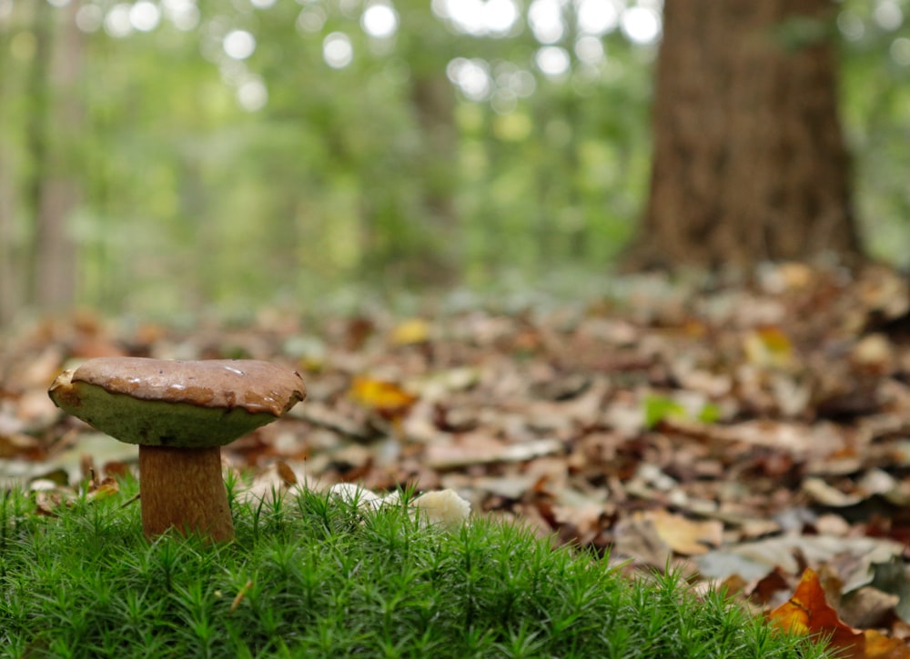 a mushroom sitting on top of a lush green field