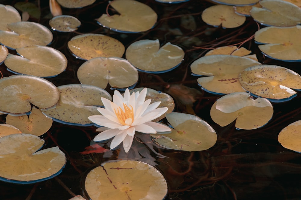 a white water lily floating on top of a pond