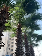 Tall palm trees with lush, green fronds are shown in an urban setting. A multi-story building is visible in the background, with its white facade contrasted against the dark brown trunks of the palms. The sky appears clear and blue, suggesting a sunny day.