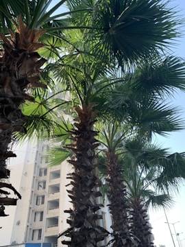 Tall palm trees with lush, green fronds are shown in an urban setting. A multi-story building is visible in the background, with its white facade contrasted against the dark brown trunks of the palms. The sky appears clear and blue, suggesting a sunny day.