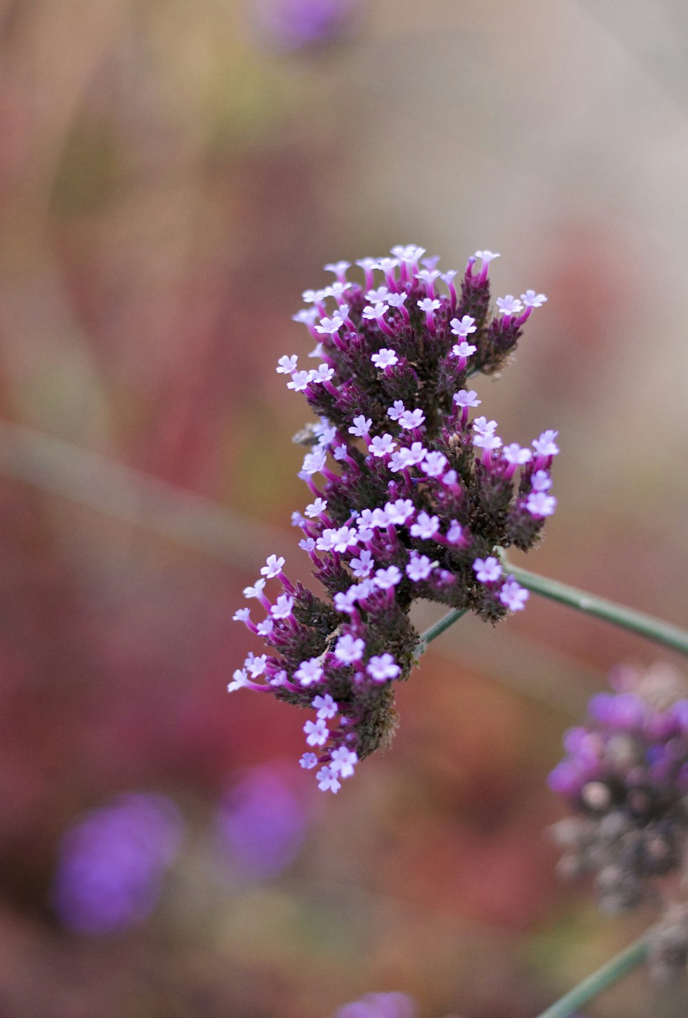 a close up of a purple flower with blurry background