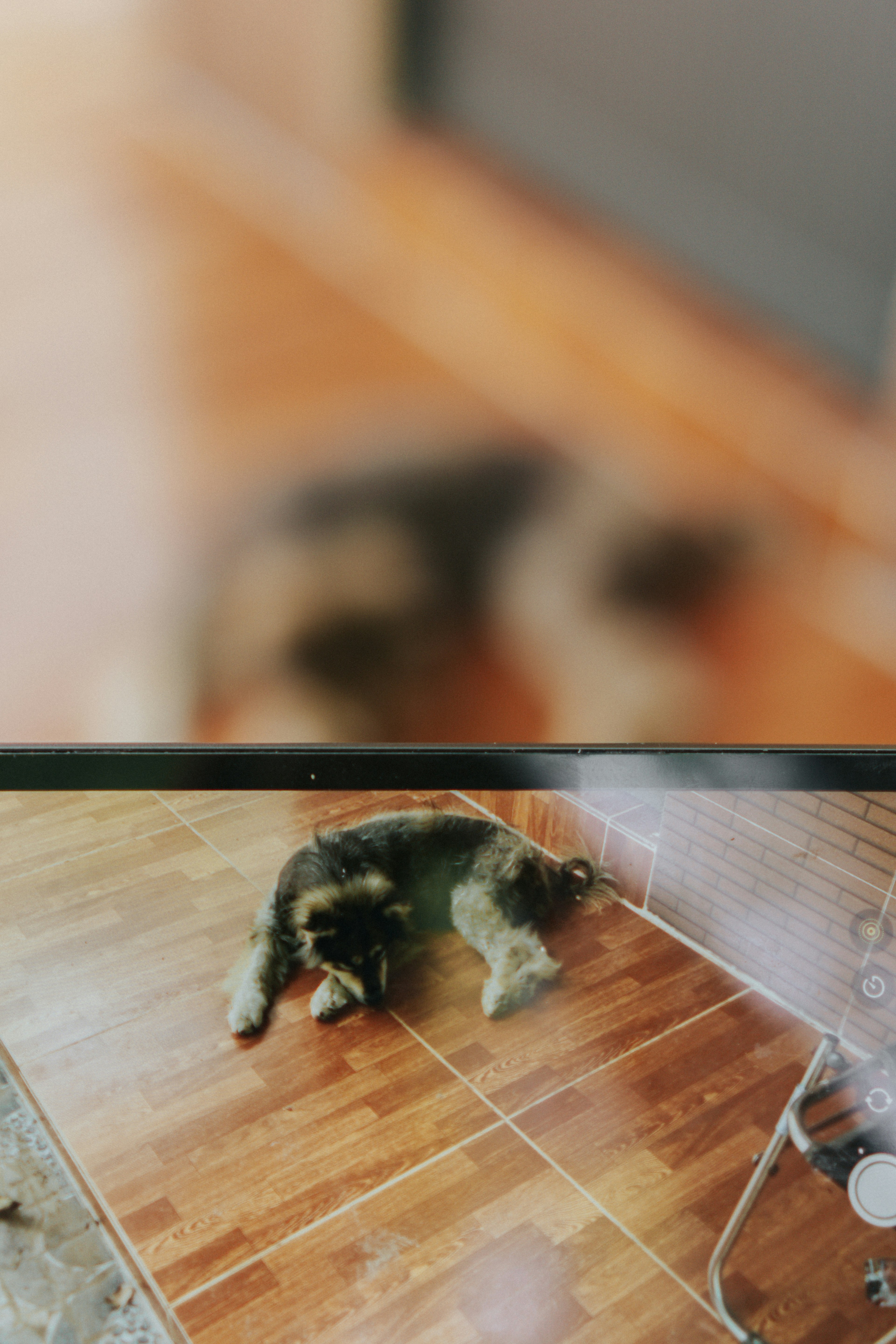 Wash Dog / Étoile Canine — Paris 15e