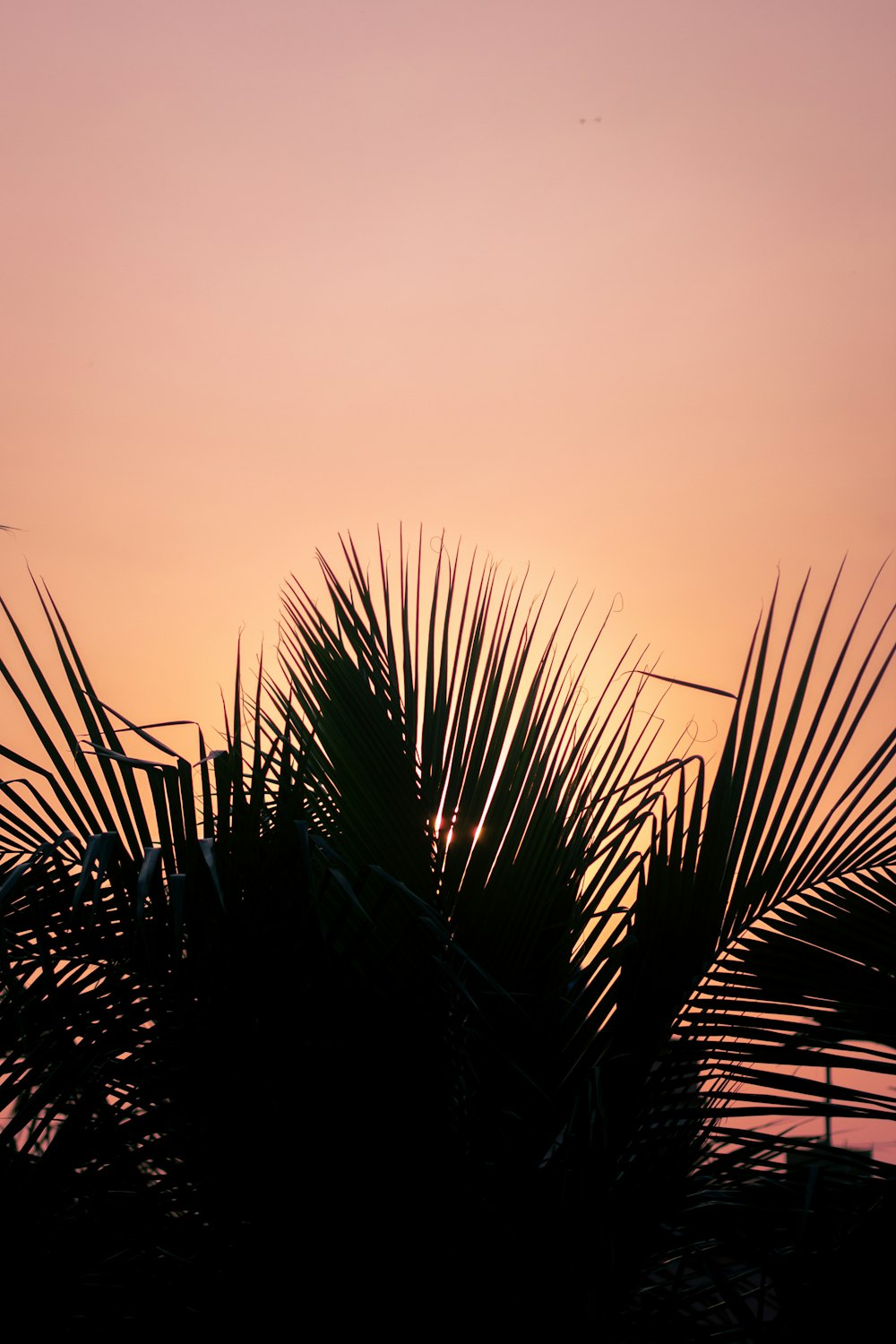 Le soleil se couche derrière un palmier