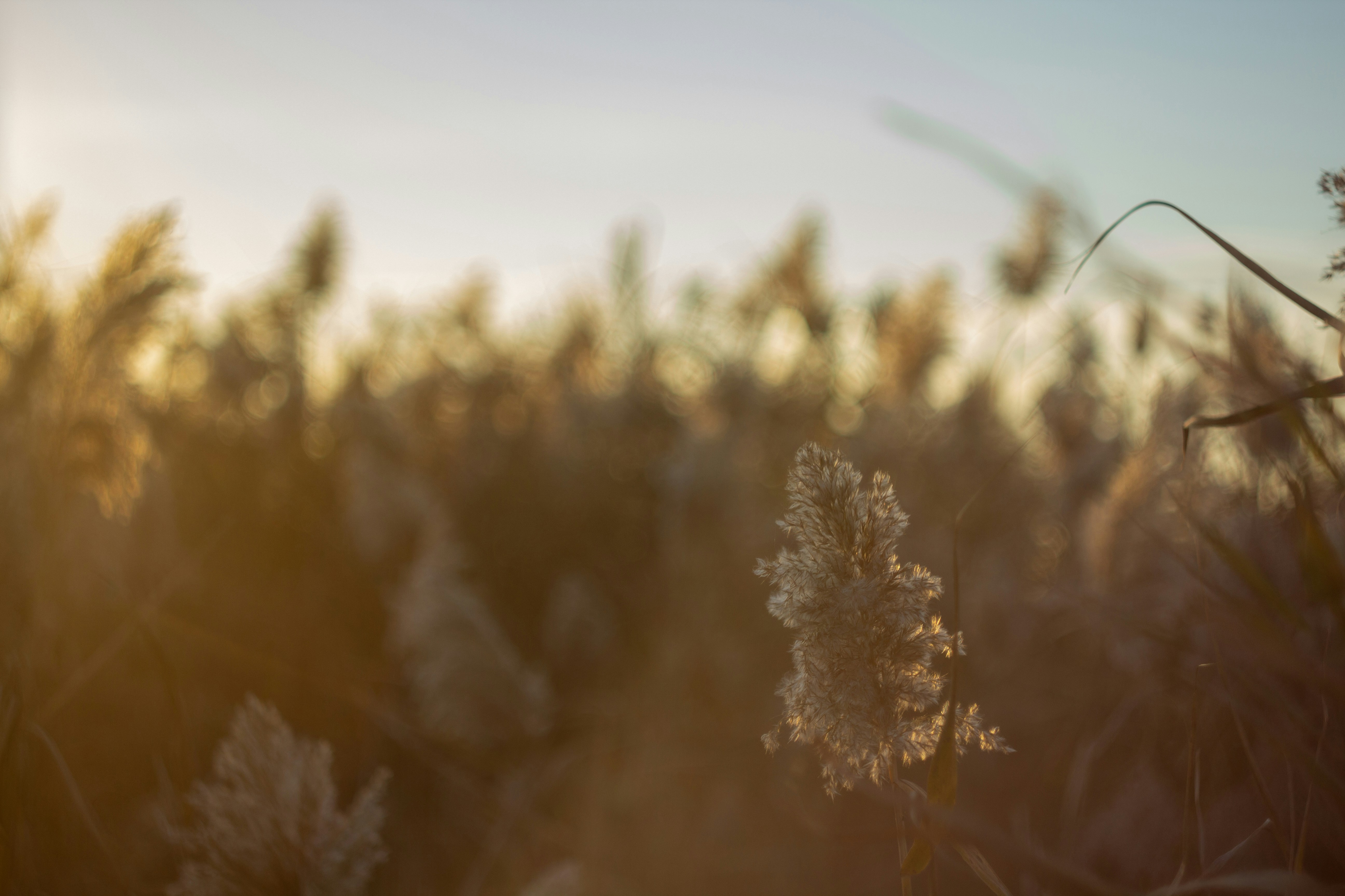 a field full of tall grass with a sky in the background