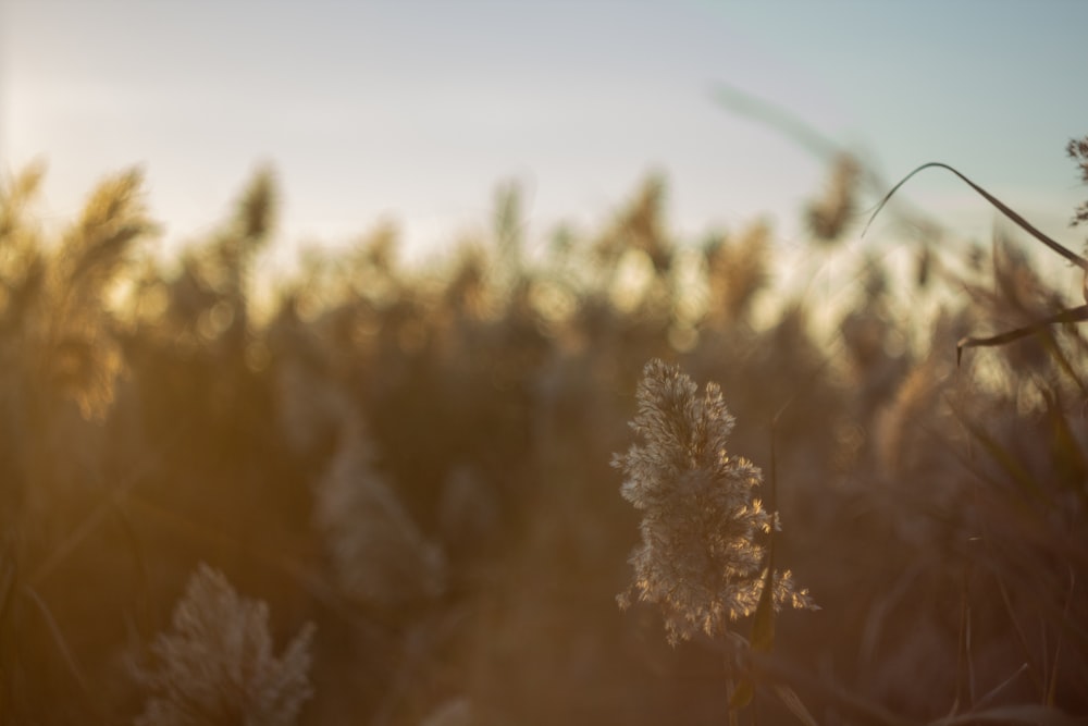 a field full of tall grass with a sky in the background