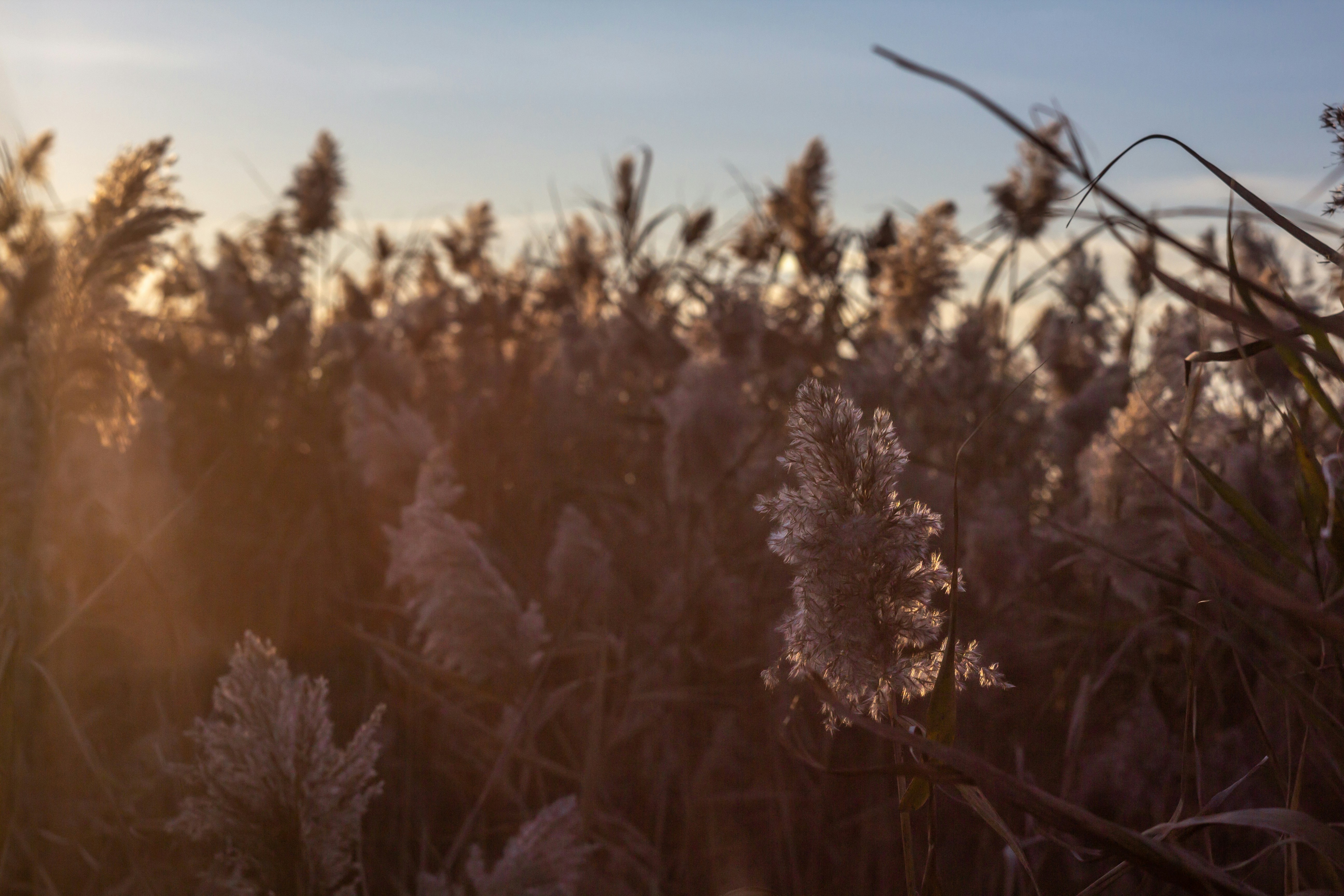 a field of tall grass with the sun setting in the background