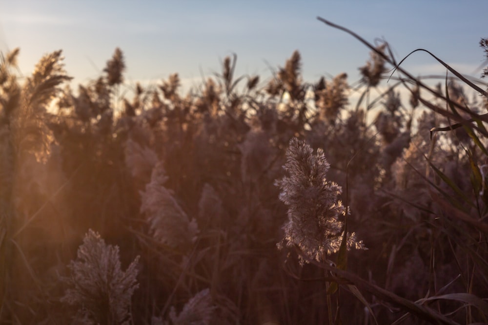 Ein Feld aus hohem Gras mit der untergehenden Sonne im Hintergrund