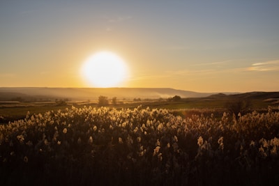 Sunset casting golden light over the rolling hills of the Serengeti.