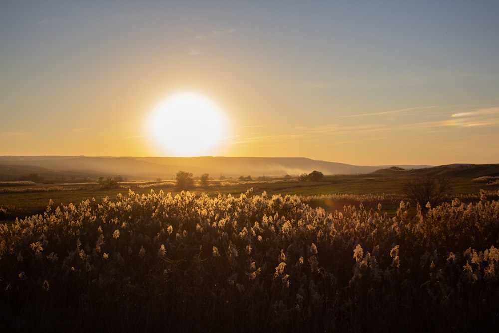 the sun is setting over a field of wildflowers