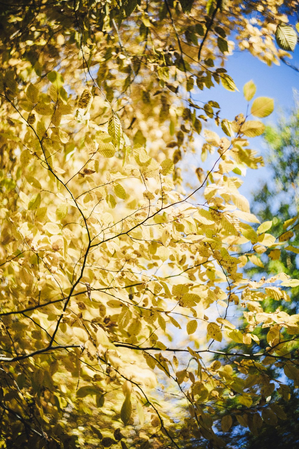 a tree with yellow leaves and a blue sky in the background