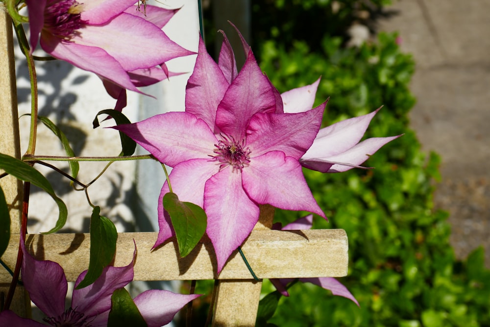 a pink flower sitting on top of a wooden bench