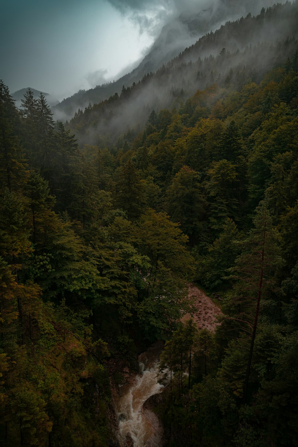 a river running through a lush green forest