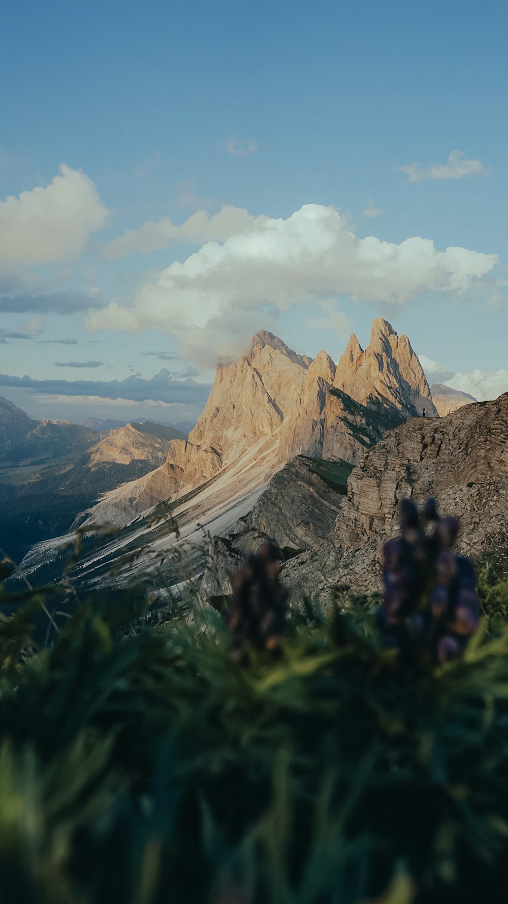 Una vista de una cadena montañosa con flores en primer plano