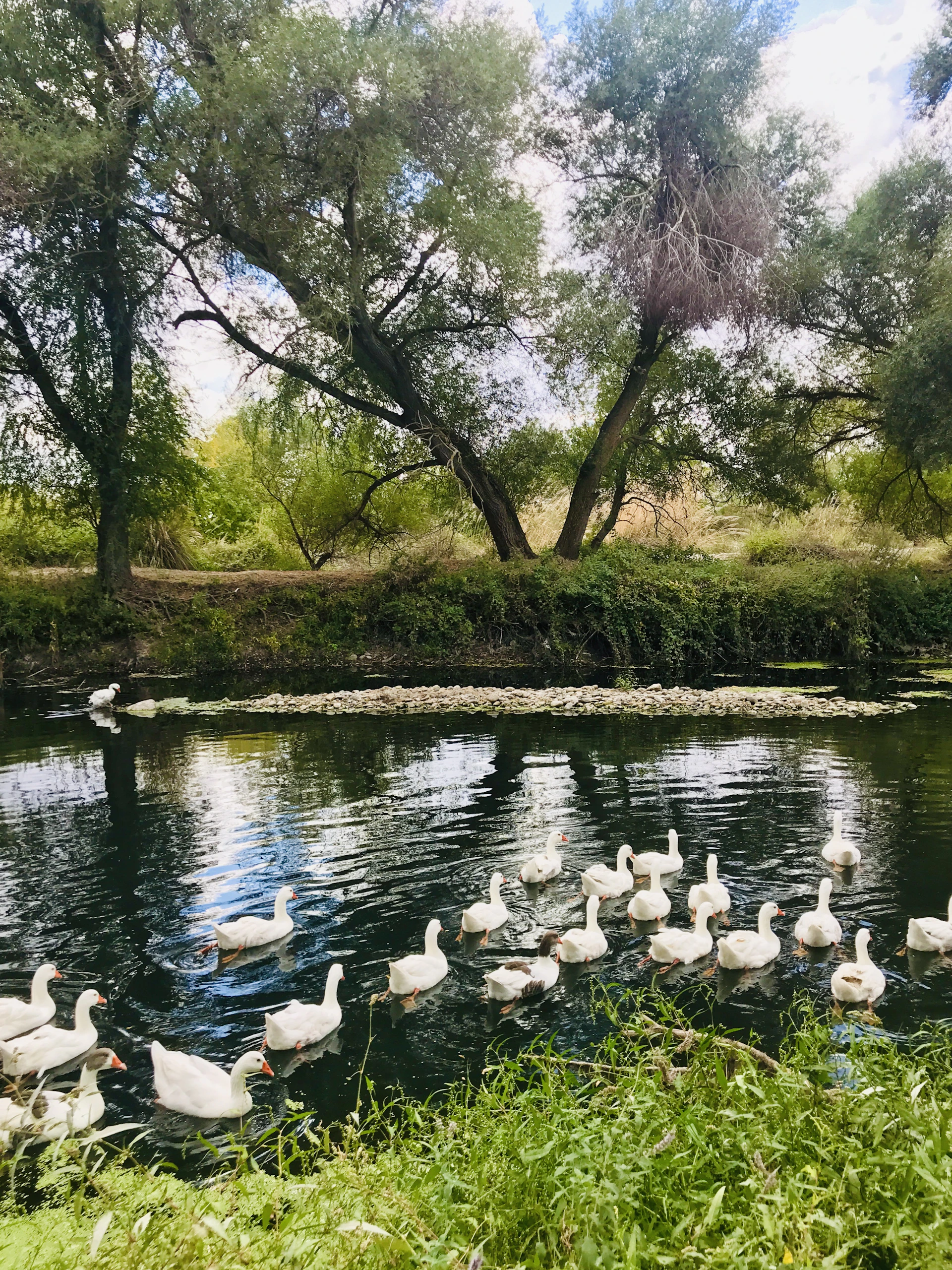 a flock of ducks floating on top of a lake