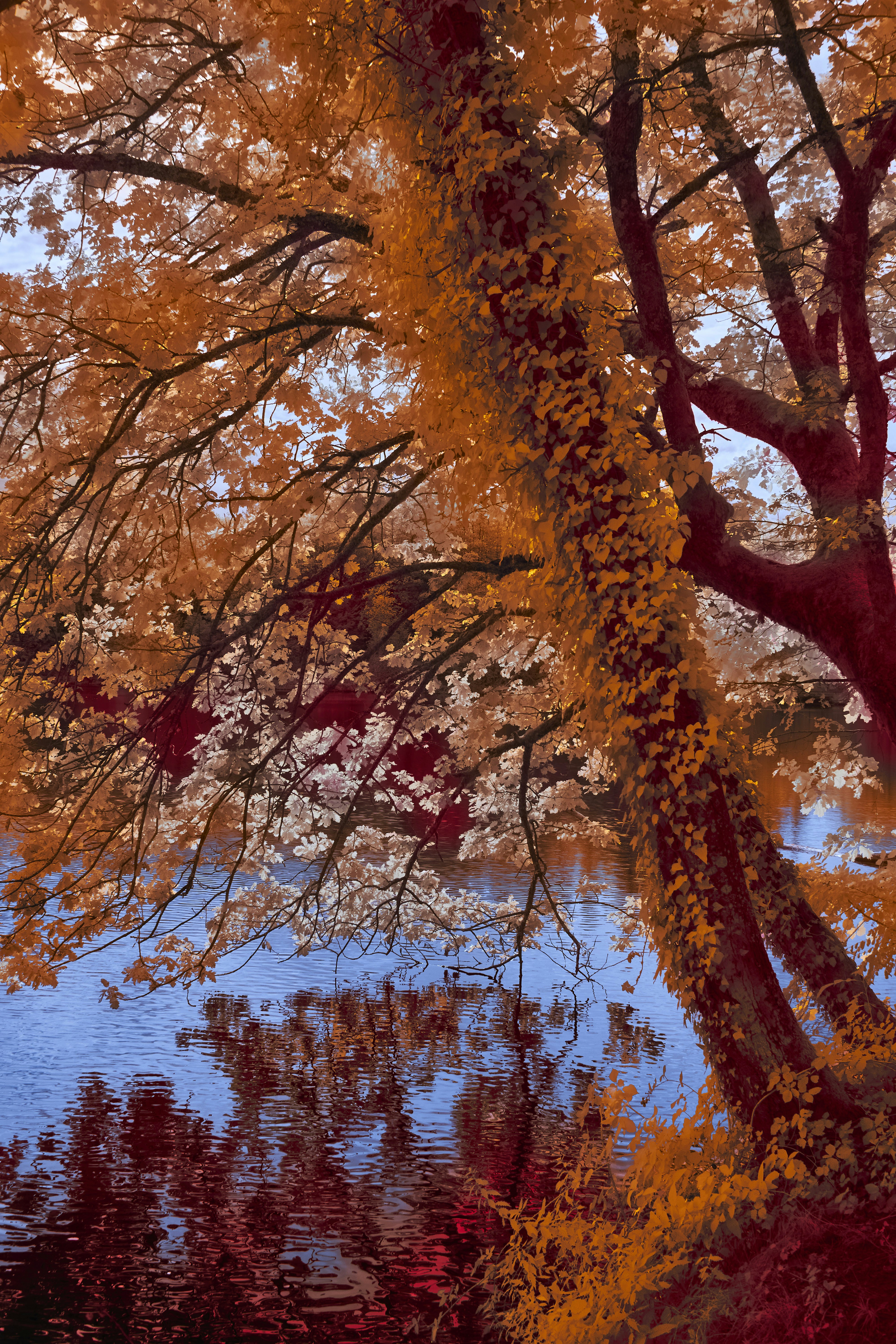 Photo by wolfgang_hasselmann