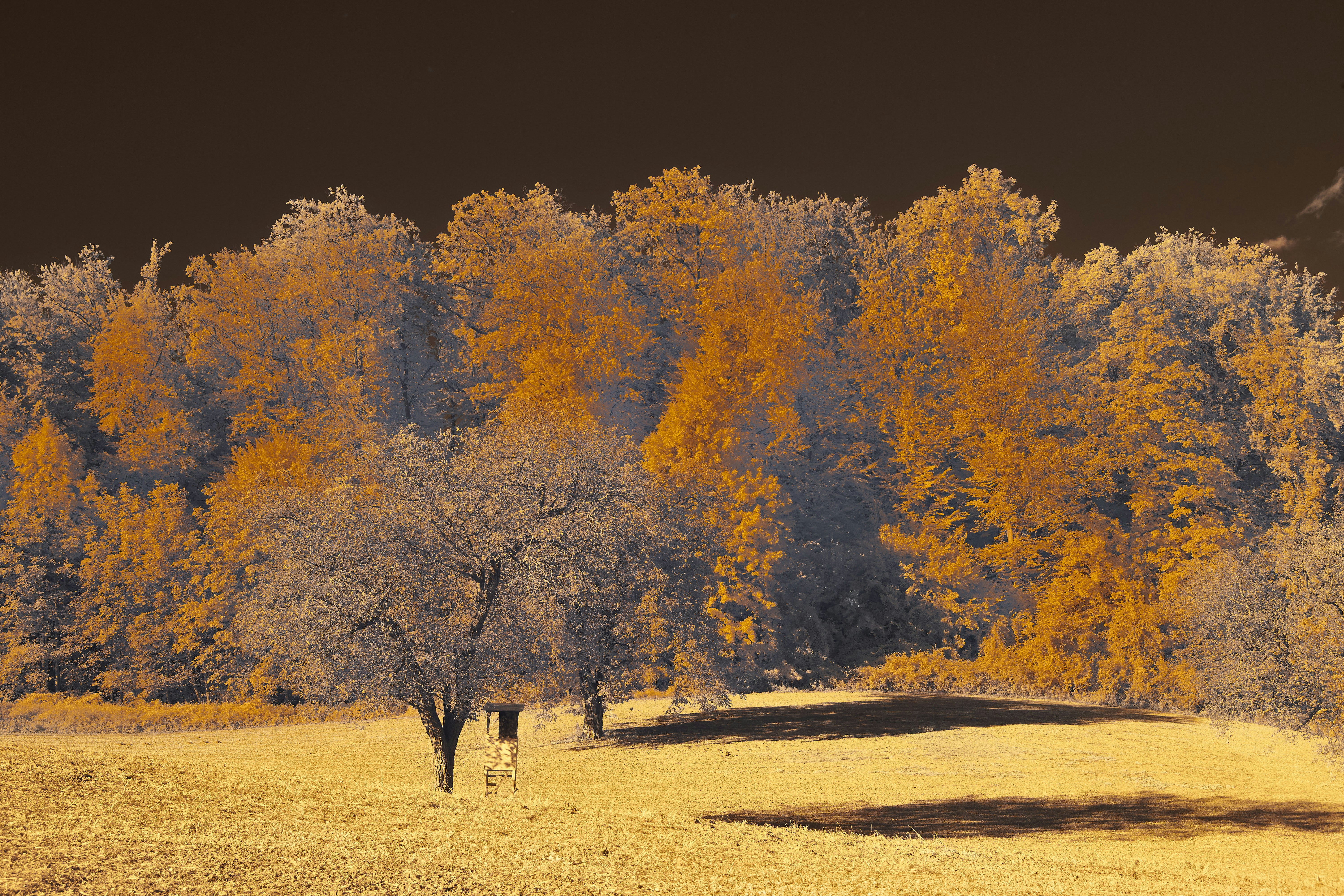 Photo by wolfgang_hasselmann