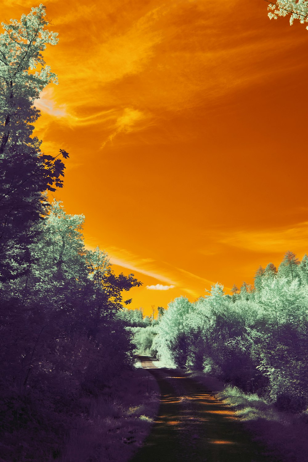 a picture of an orange sky over a river