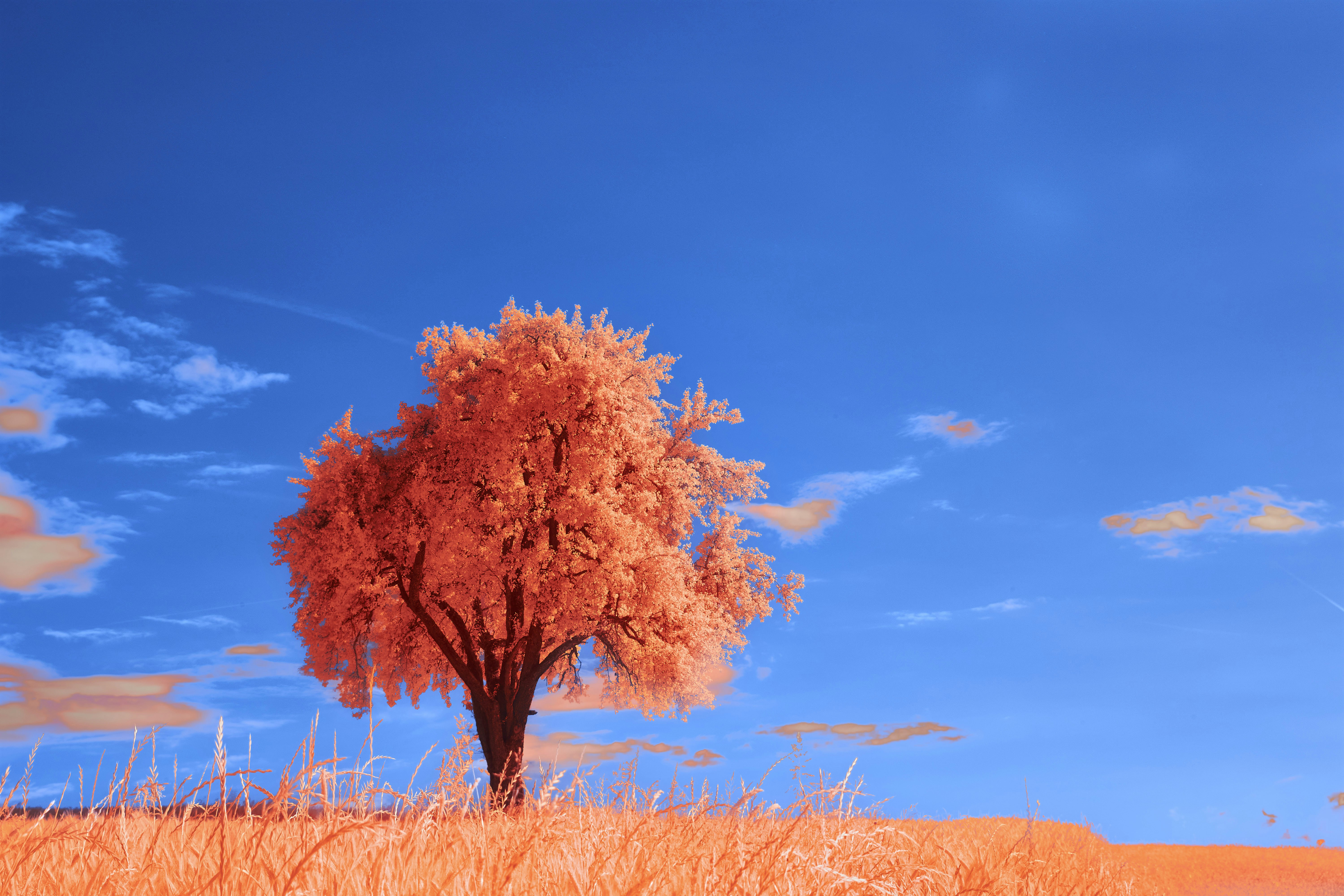 Photo by wolfgang_hasselmann