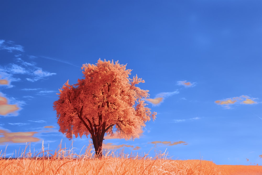 a tree in a field with a blue sky in the background