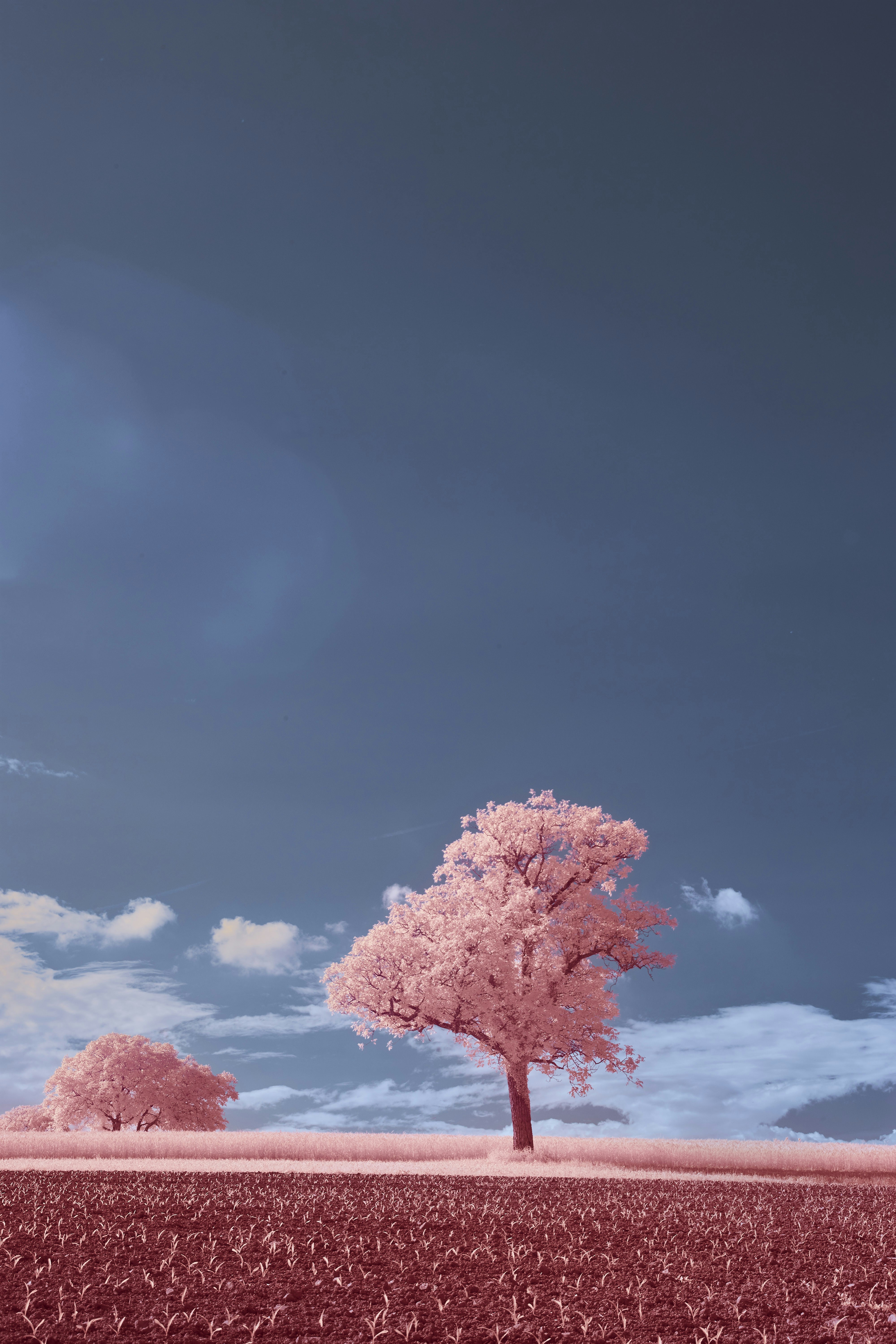 Photo by wolfgang_hasselmann