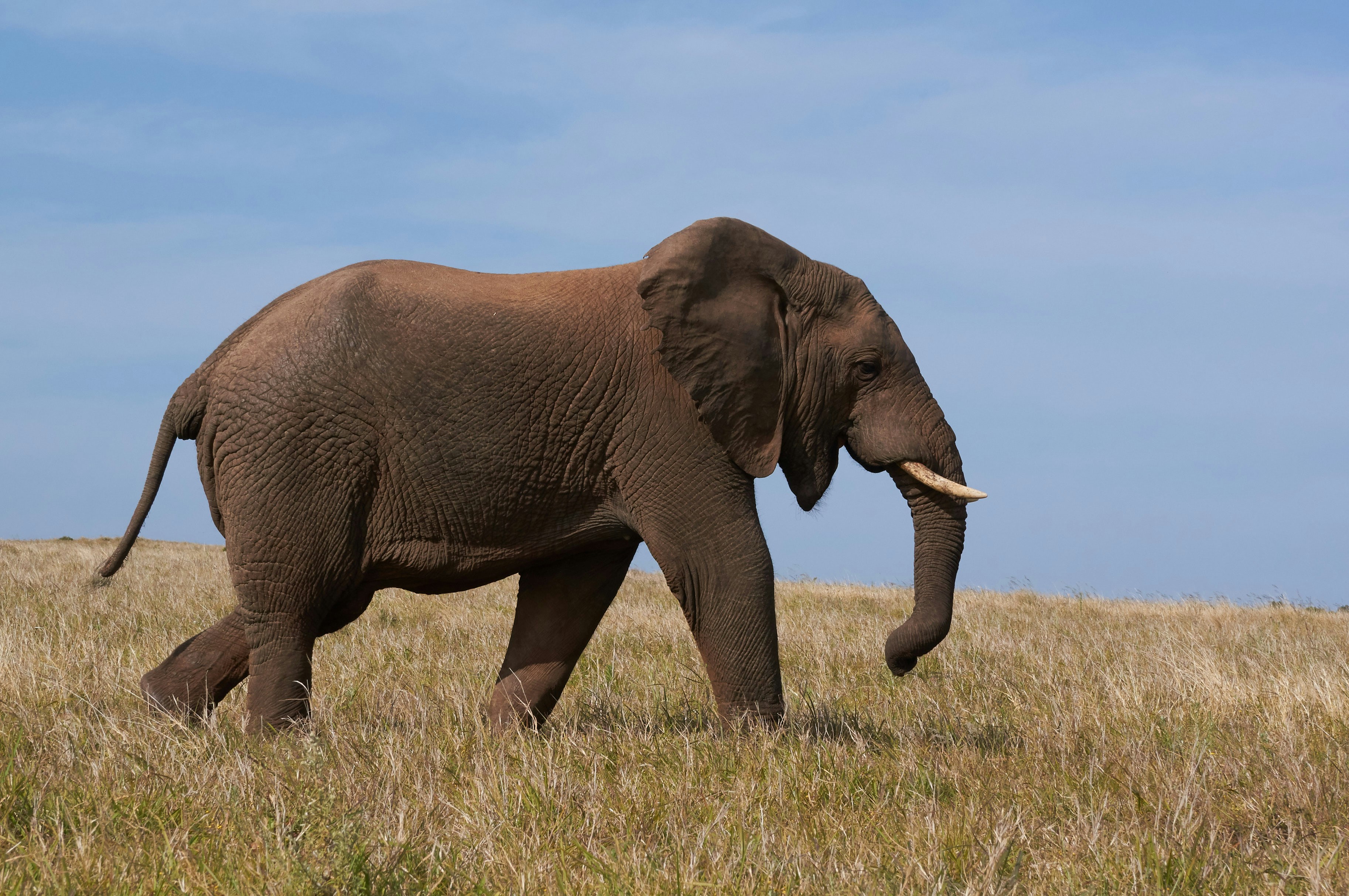 Photo by wolfgang_hasselmann