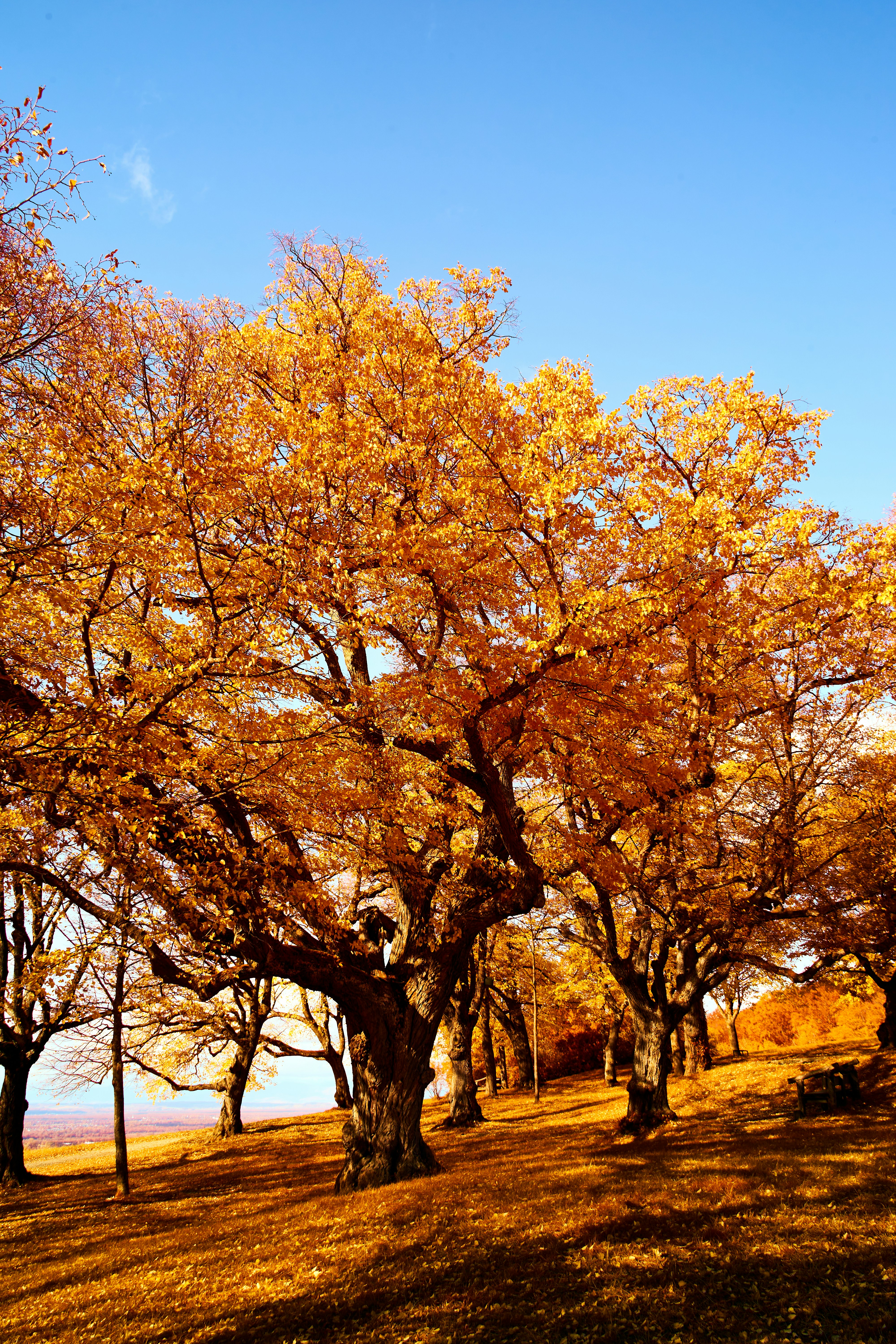 Photo by wolfgang_hasselmann