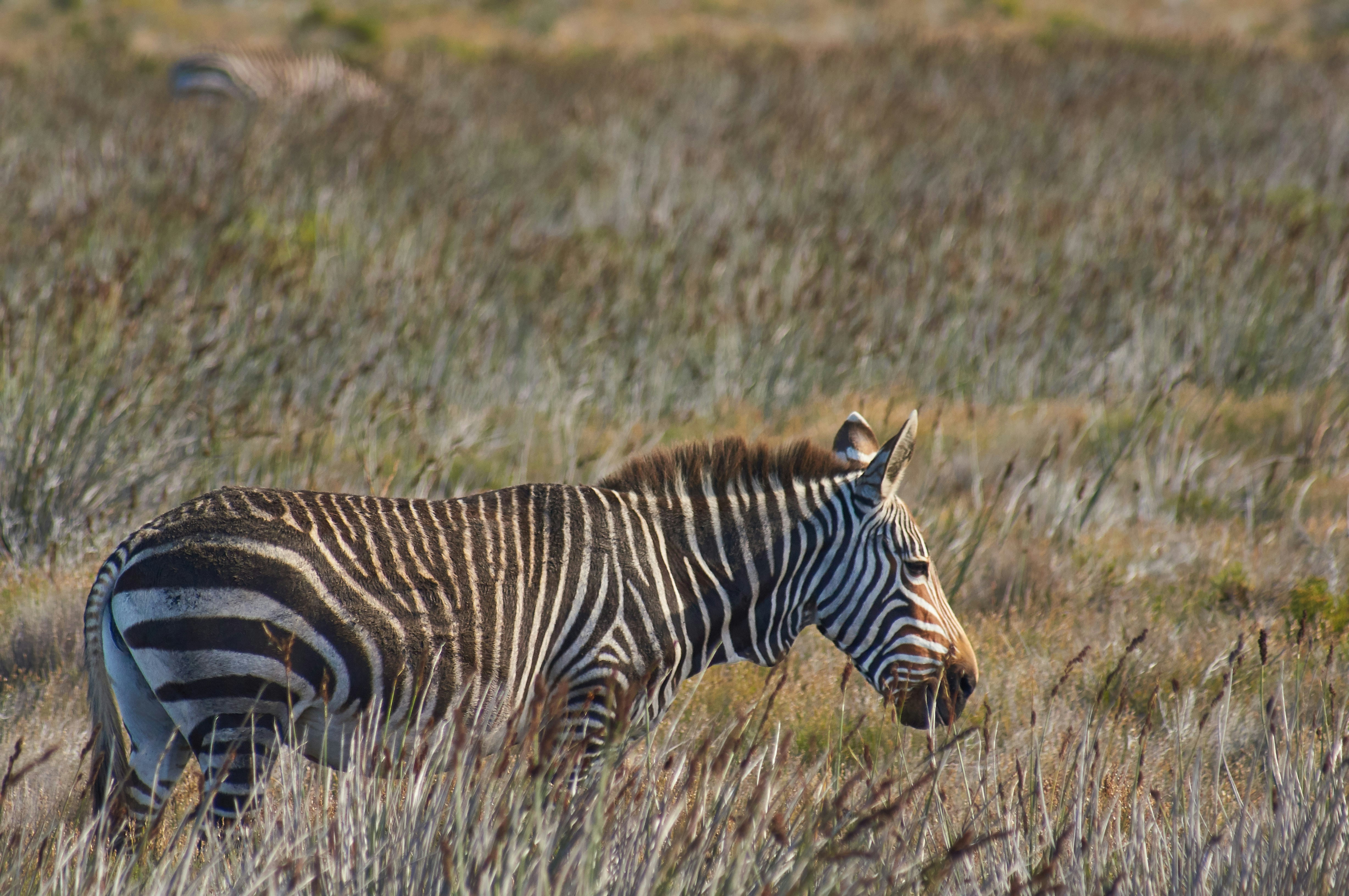 Photo by wolfgang_hasselmann