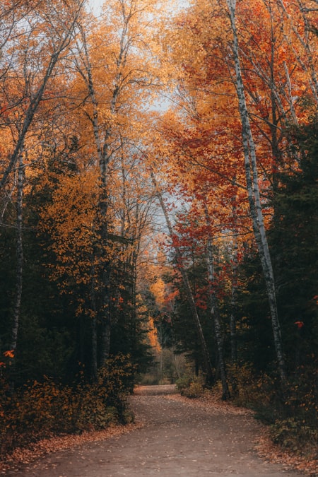 Autumn forest with red, orange, and yellow leaves, birch trunks, and a faint path
