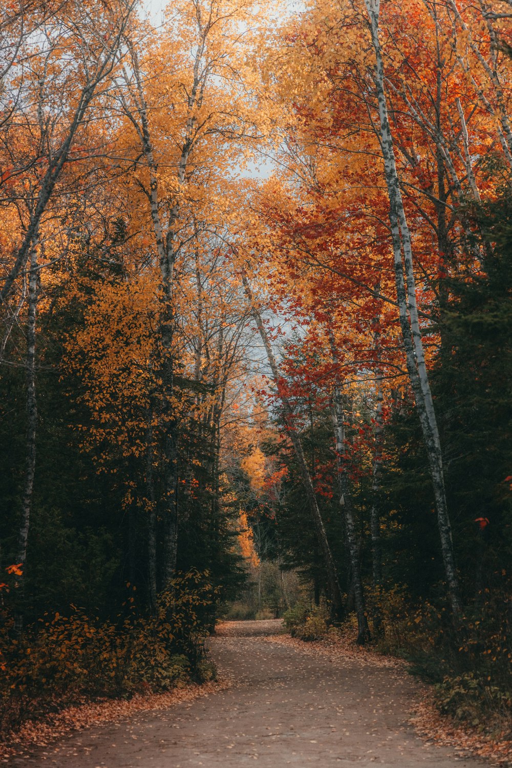 a dirt road surrounded by lots of trees