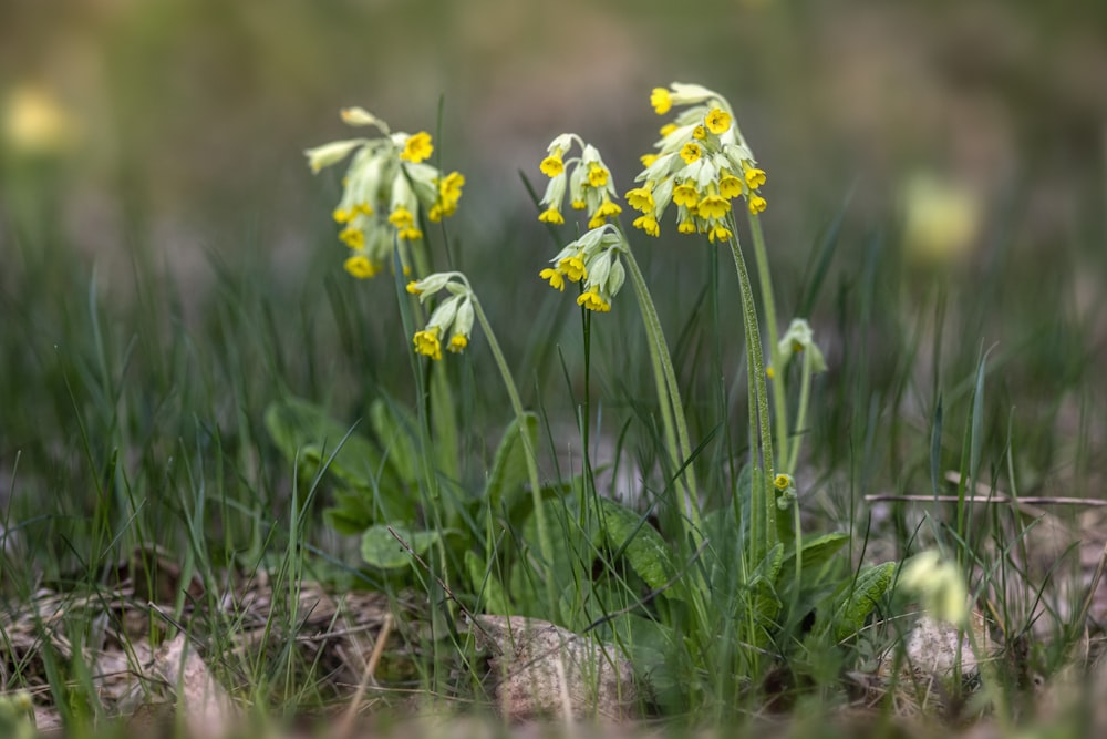 a group of flowers that are in the grass