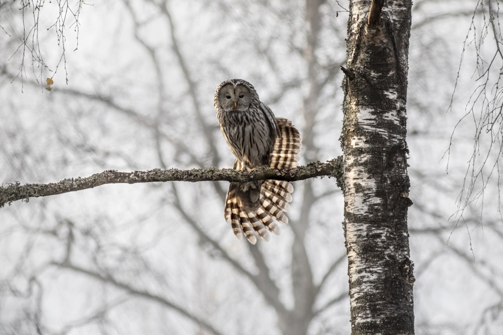 an owl is perched on a tree branch