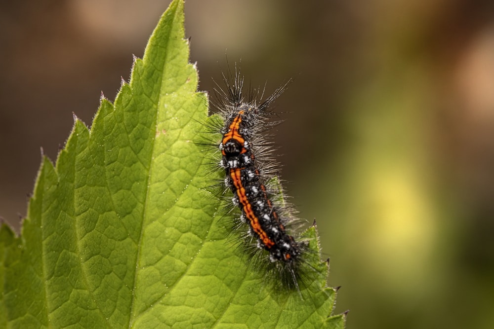 a close up of a caterpillar on a leaf