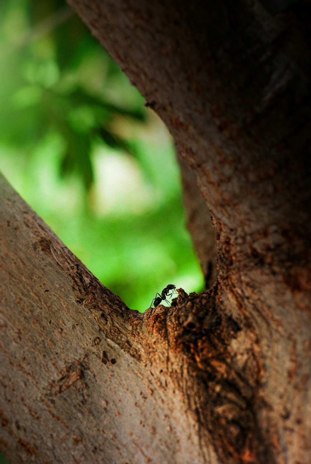 a bird is sitting in the middle of a tree