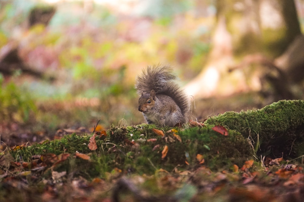 a squirrel sitting on top of a moss covered forest floor