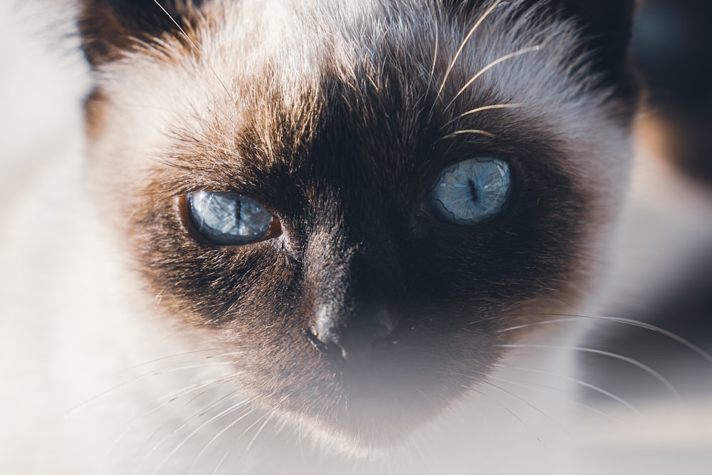 a close up of a cat with blue eyes