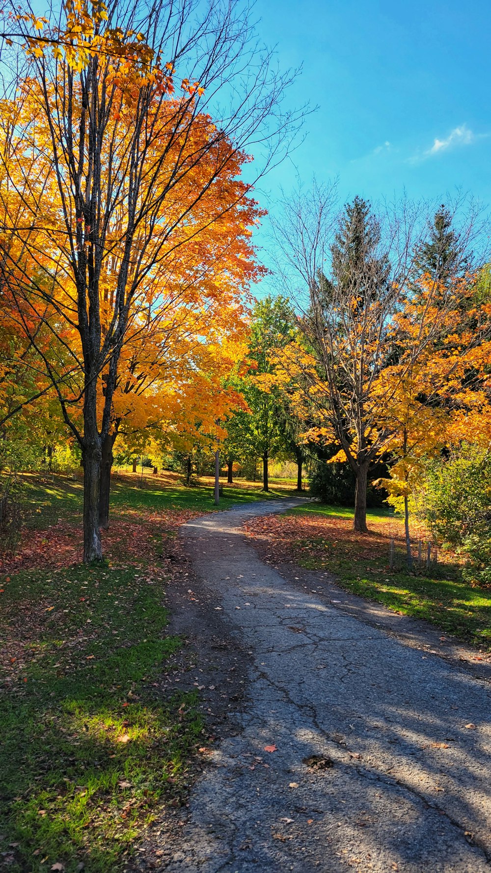 a dirt road surrounded by trees in the fall