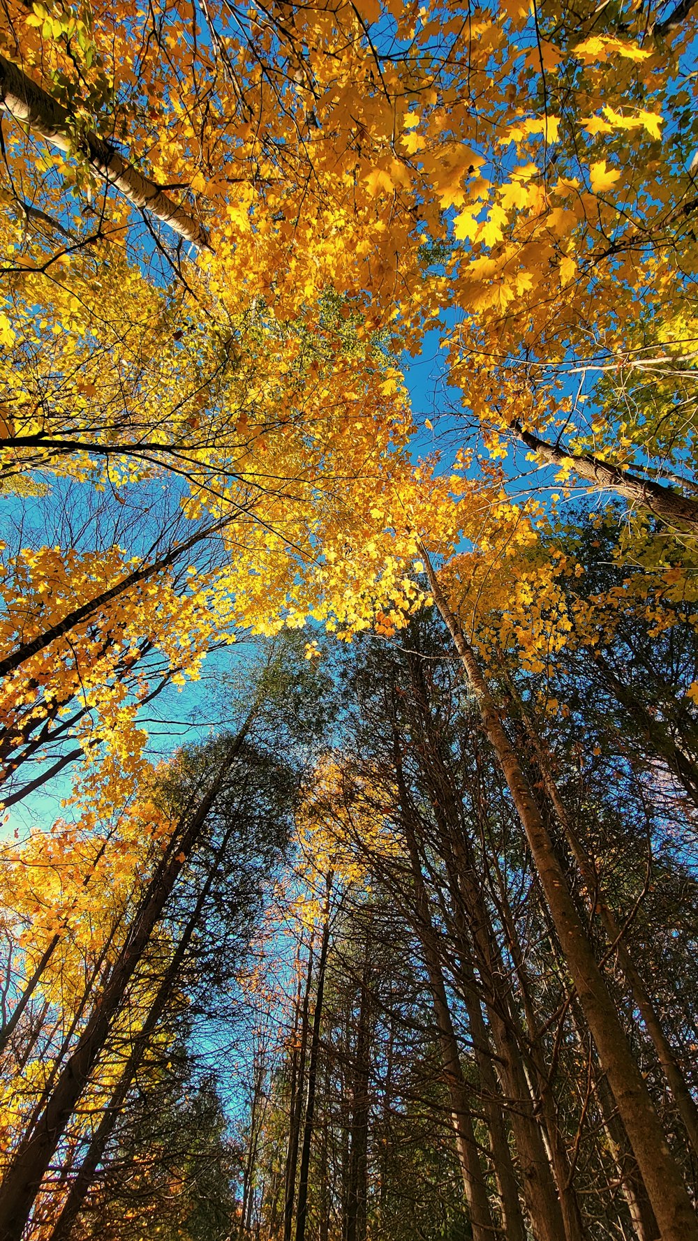 Ein Wald mit vielen hohen Bäumen