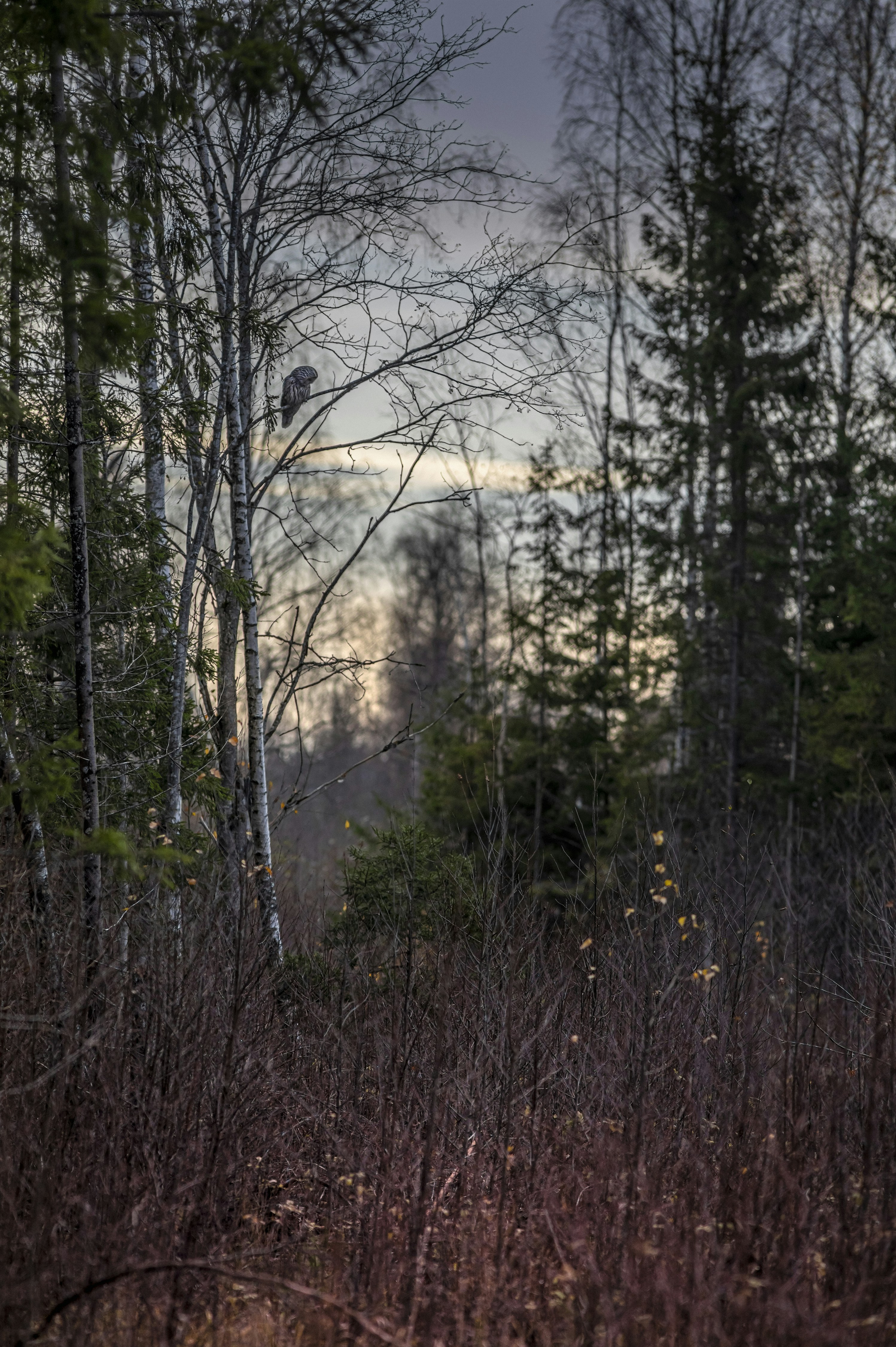 Photo by erik_karits