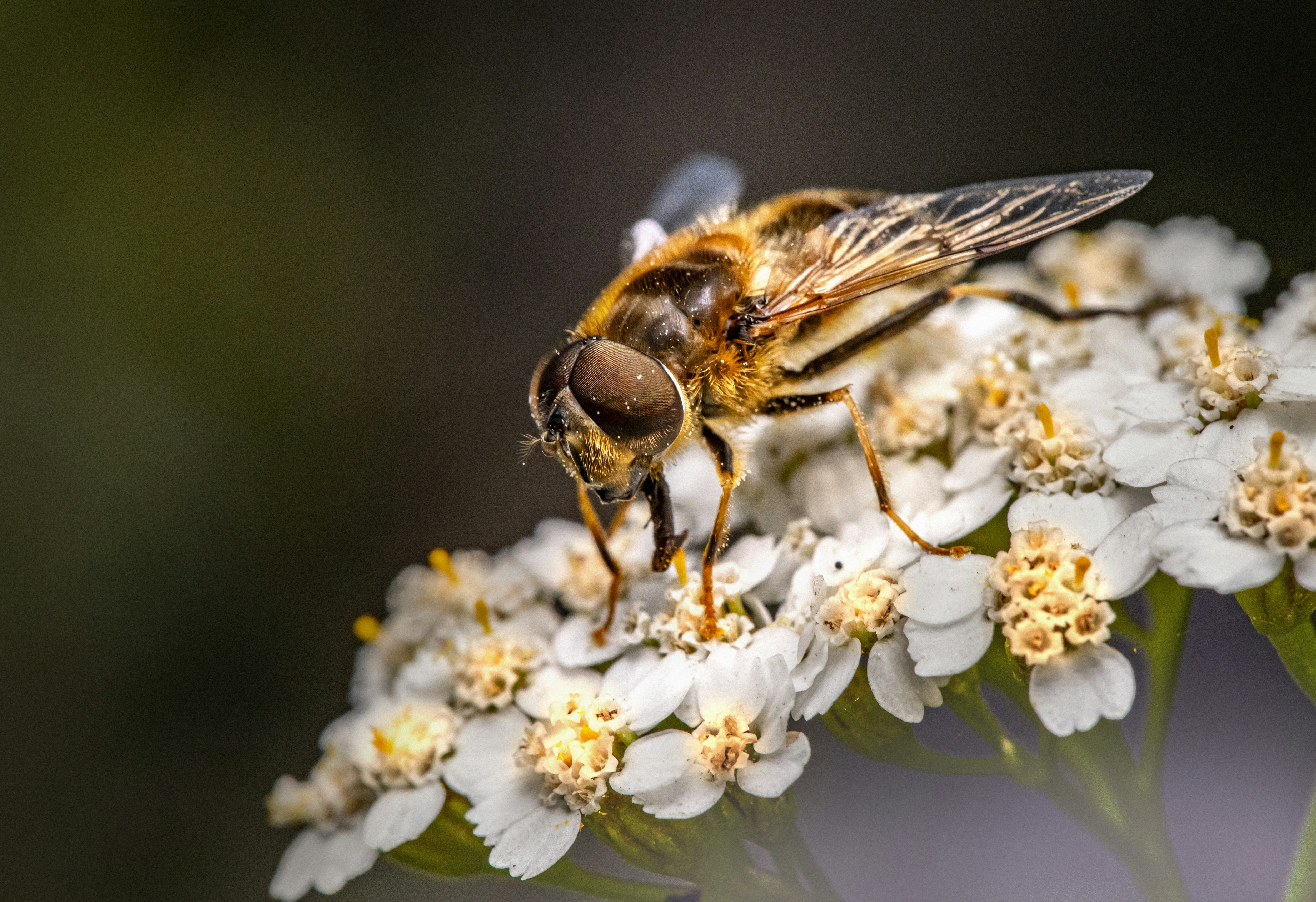 Broader Ecological Disruption Beyond Honeybees (image credits: unsplash)